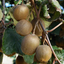 Load image into Gallery viewer, Fuzzy Kiwi

