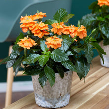 Load image into Gallery viewer, Orange Marmalade Crossandra Shrub
