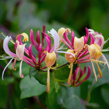 Load image into Gallery viewer, Peaches &amp; Cream Honeysuckle Vine
