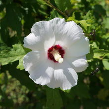 Load image into Gallery viewer, Red Heart Rose of Sharon Althea Shrub
