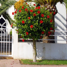 Load image into Gallery viewer, Red Tropical Hibiscus Tree
