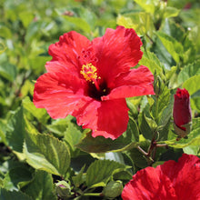 Load image into Gallery viewer, Red Tropical Hibiscus Tree
