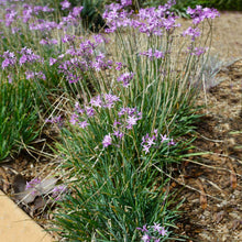 Load image into Gallery viewer, Society Garlic Plant

