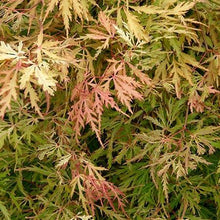 Load image into Gallery viewer, Spring Delight Japanese Maple
