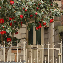 Load image into Gallery viewer, Spring's Promise Camellia Shrub
