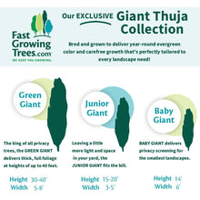 Load image into Gallery viewer, Thuja Green Giant
