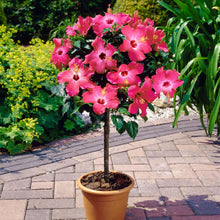 Load image into Gallery viewer, Pink Tropical Hibiscus Tree

