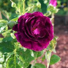 Load image into Gallery viewer, Twilight Rose Shrub
