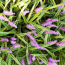 Load image into Gallery viewer, Variegated Liriope Plant
