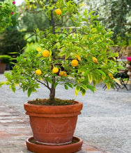 Load image into Gallery viewer, Navel Orange Tree - USDA Organic

