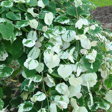 Load image into Gallery viewer, White Water Redbud Tree
