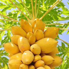 Load image into Gallery viewer, Yellow Papaya
