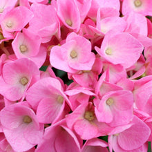 Load image into Gallery viewer, Let's Dance® Blue Jangles Hydrangea Shrub
