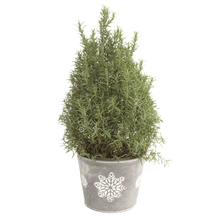 Load image into Gallery viewer, Tuscan Rosemary Plant
