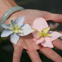 Load image into Gallery viewer, Tuff Stuff Ah-Ha® Hydrangea Shrub
