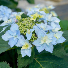 Load image into Gallery viewer, Tuff Stuff Ah-Ha® Hydrangea Shrub
