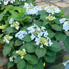 Load image into Gallery viewer, Tuff Stuff Ah-Ha® Hydrangea Shrub

